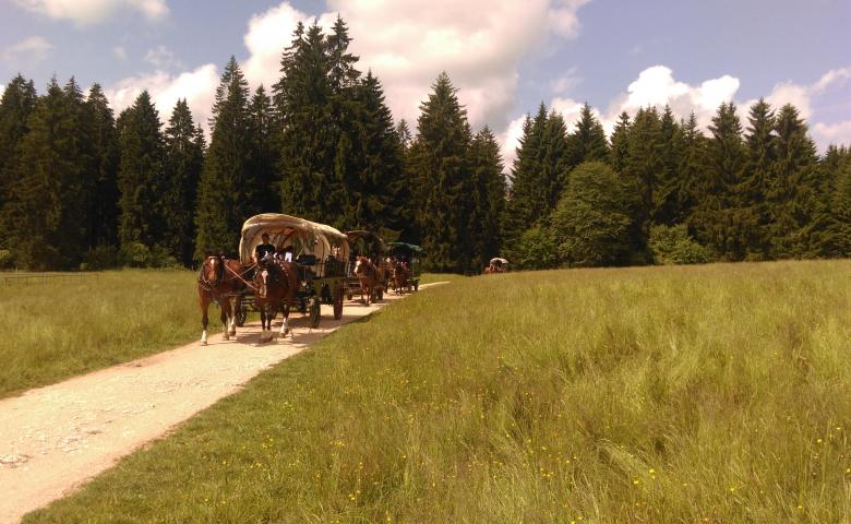 Horse-drawn carriage in the Jura