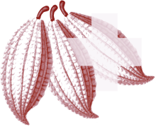 ChocoSuisse Logo
