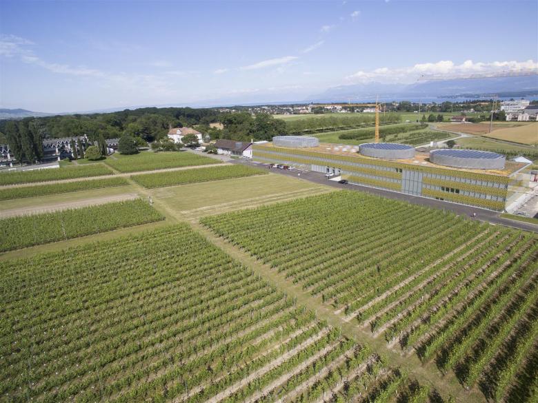 Agroscope vineyards on the Changins agronomic research site in Vaud 
