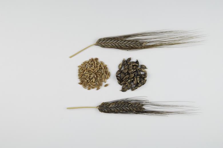 Des échantillons d’amidonnier – l’une des plus anciennes céréales cultivées par l’être humain – sont conservés à l’intérieur de la banque de gènes © Agroscope