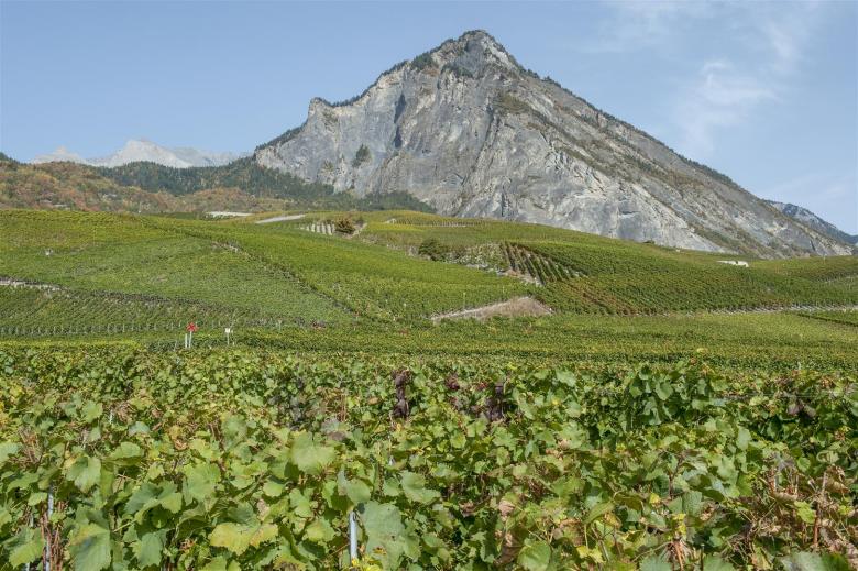 Agroscope vineyards in Leytron in the Valais 