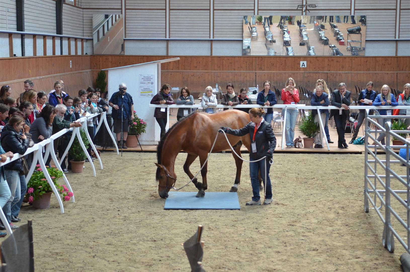 The Freiberger horse: 100% Swiss | House of Switzerland
