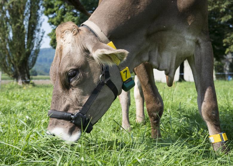 Une vache munie d’un podomètre et d’un licol connectés. ©Agroscope, Gabriela Brändle