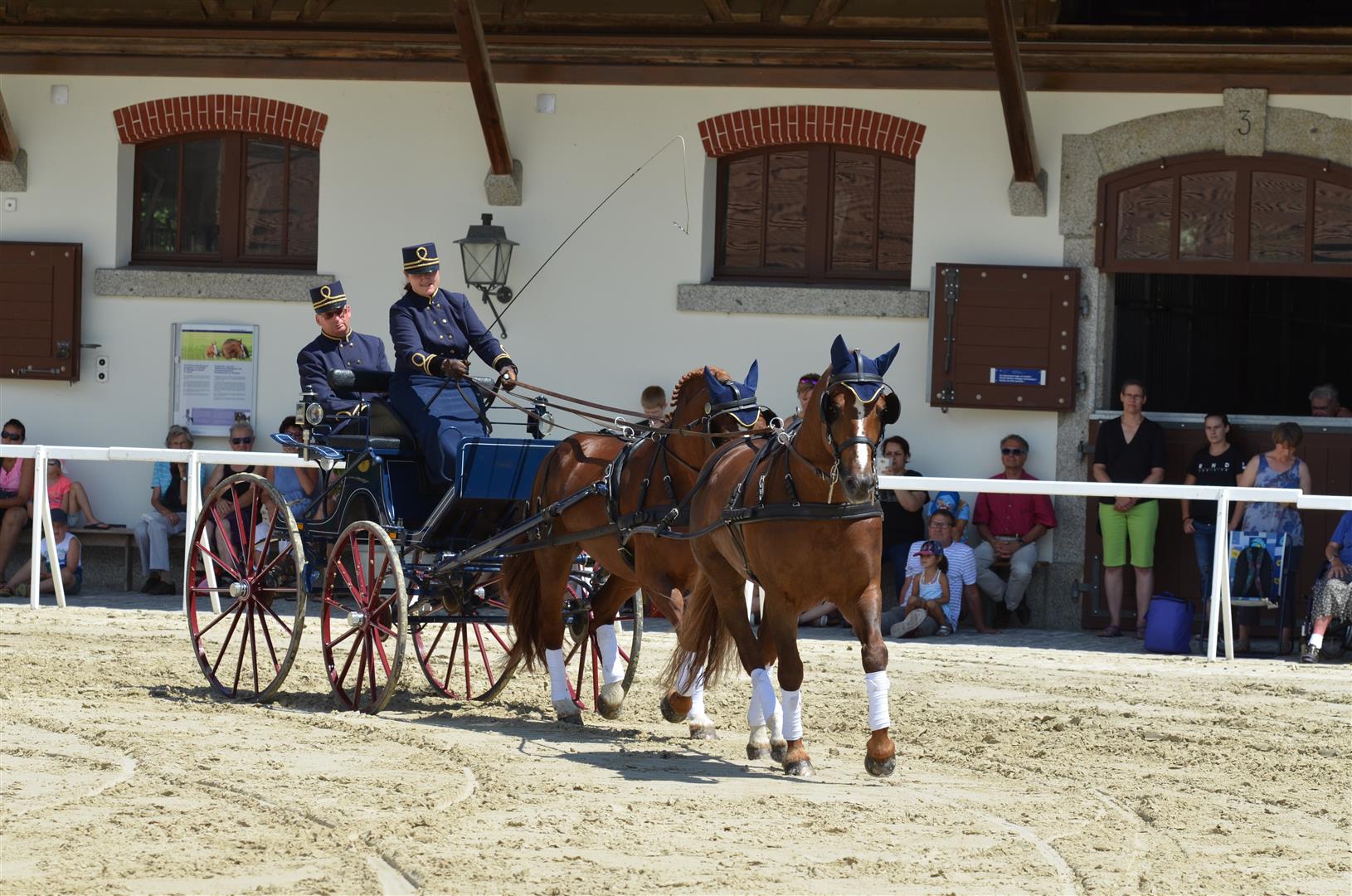 The Freiberger horse: 100% Swiss | House of Switzerland
