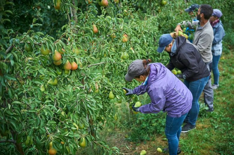 La récolte 2018 de la poire « Fred® » à Evionnaz et Saxon (VS) © Sedrik Nemeth
