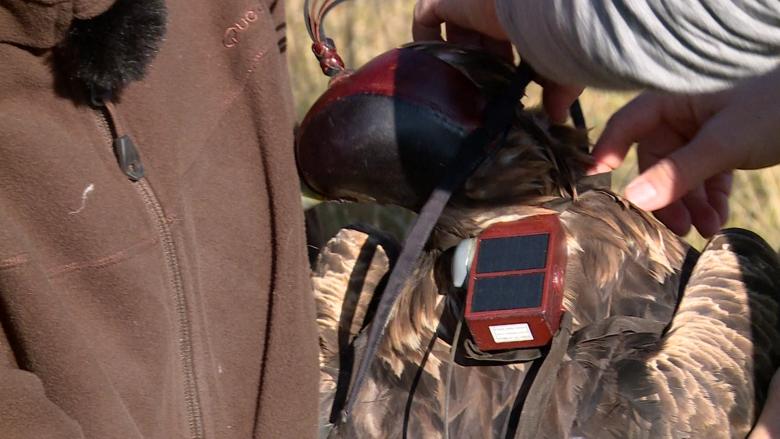 Ein GPS-Sender wird auf dem Rücken des Steinadlers befestigt. Das Gerät wiegt etwa zehn Gramm. 