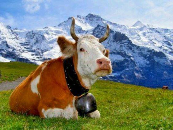 Une vache suisse