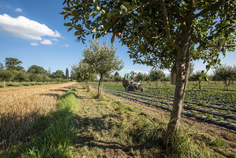 Converting 9% of agricultural land to agroforestry could offset 43% of greenhouse gas emissions caused by agriculture in Europe © Agroscope, Gabriela Brändle