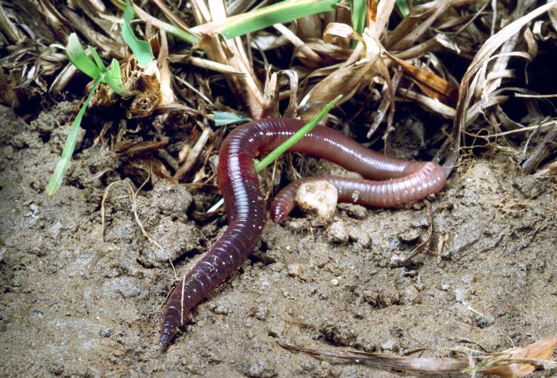 ‘Sounding Soil’ aims to give a ‘voice’ to soil-dwelling creatures like earthworms © Agroscope, Gabriela Brändle
