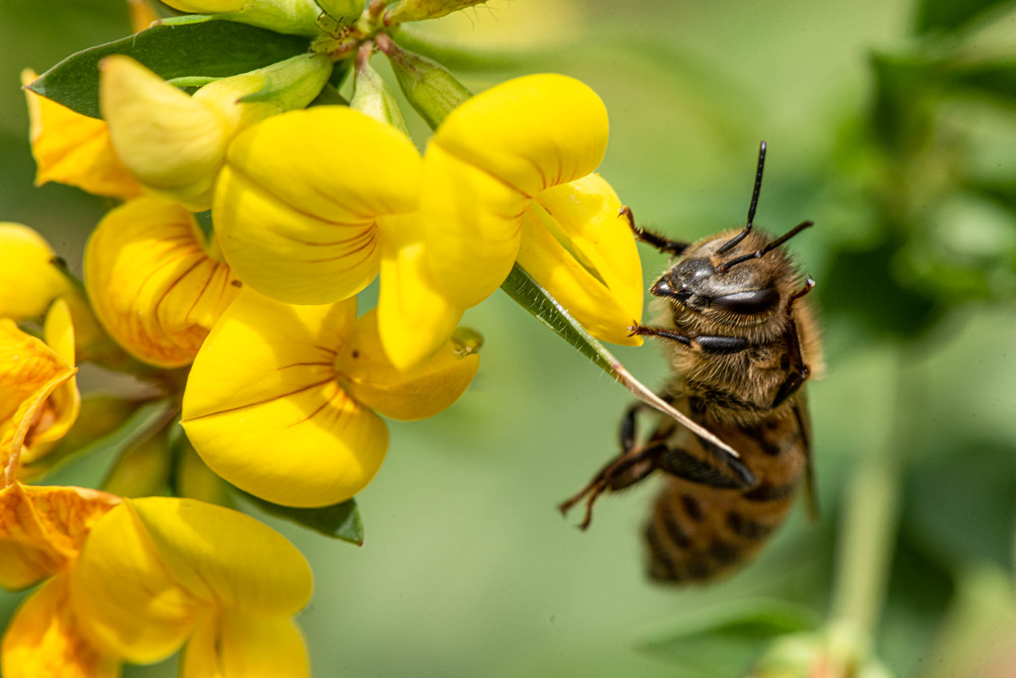 Abeille en plein vol – © Barbara Hess