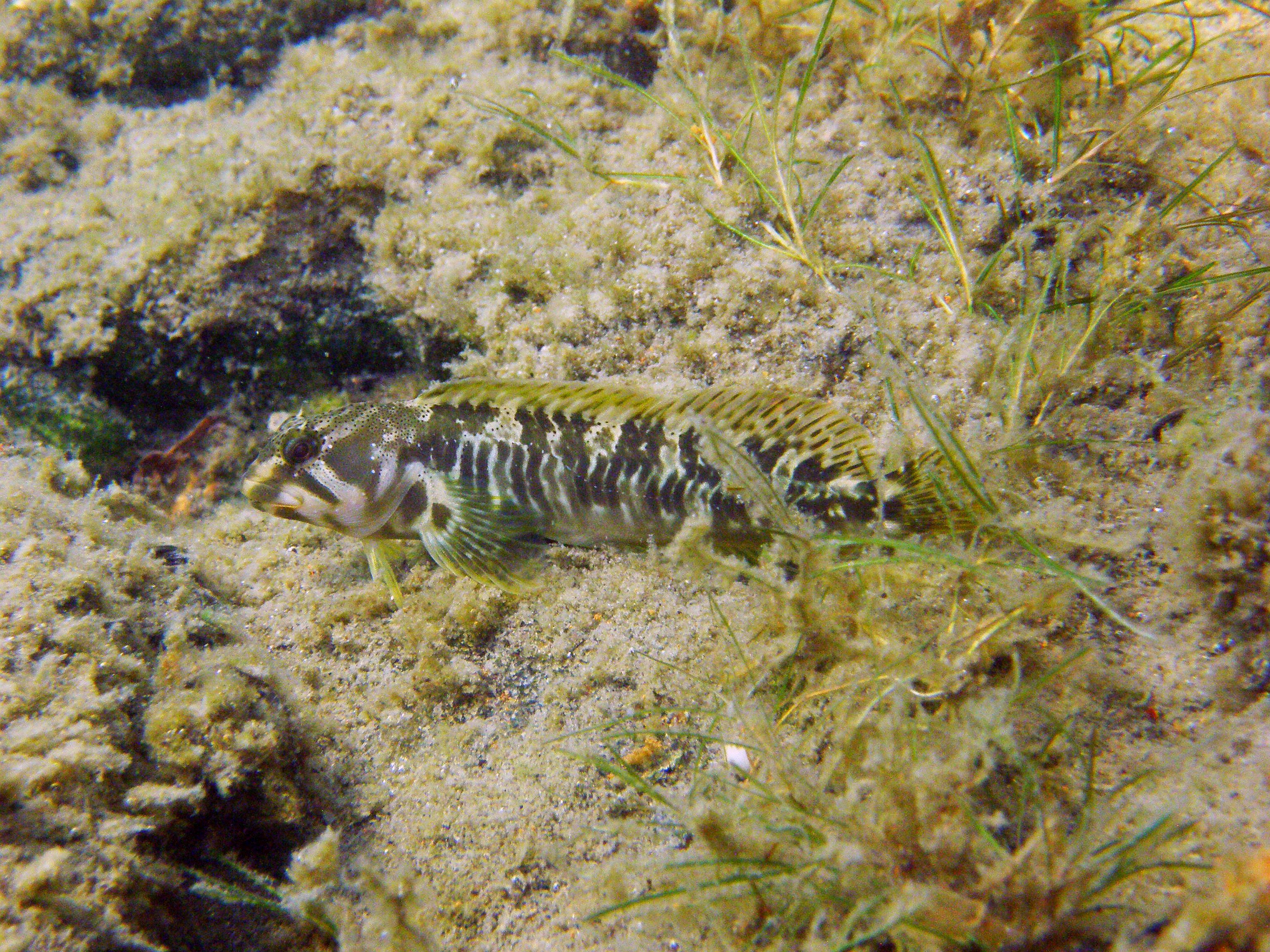 Auf dem Grund des Lago Maggiore versteckt sich ein seltener Süsswasserschleimfisch (Salaria fluviatilis). Forschende des Projet Lac haben begonnen, die Fische direkt in ihrem Lebensraum zu beobachten, um die Artenvielfalt und ihre Dynamik besser zu verstehen. ©️ Eawag, Ole Seehausen