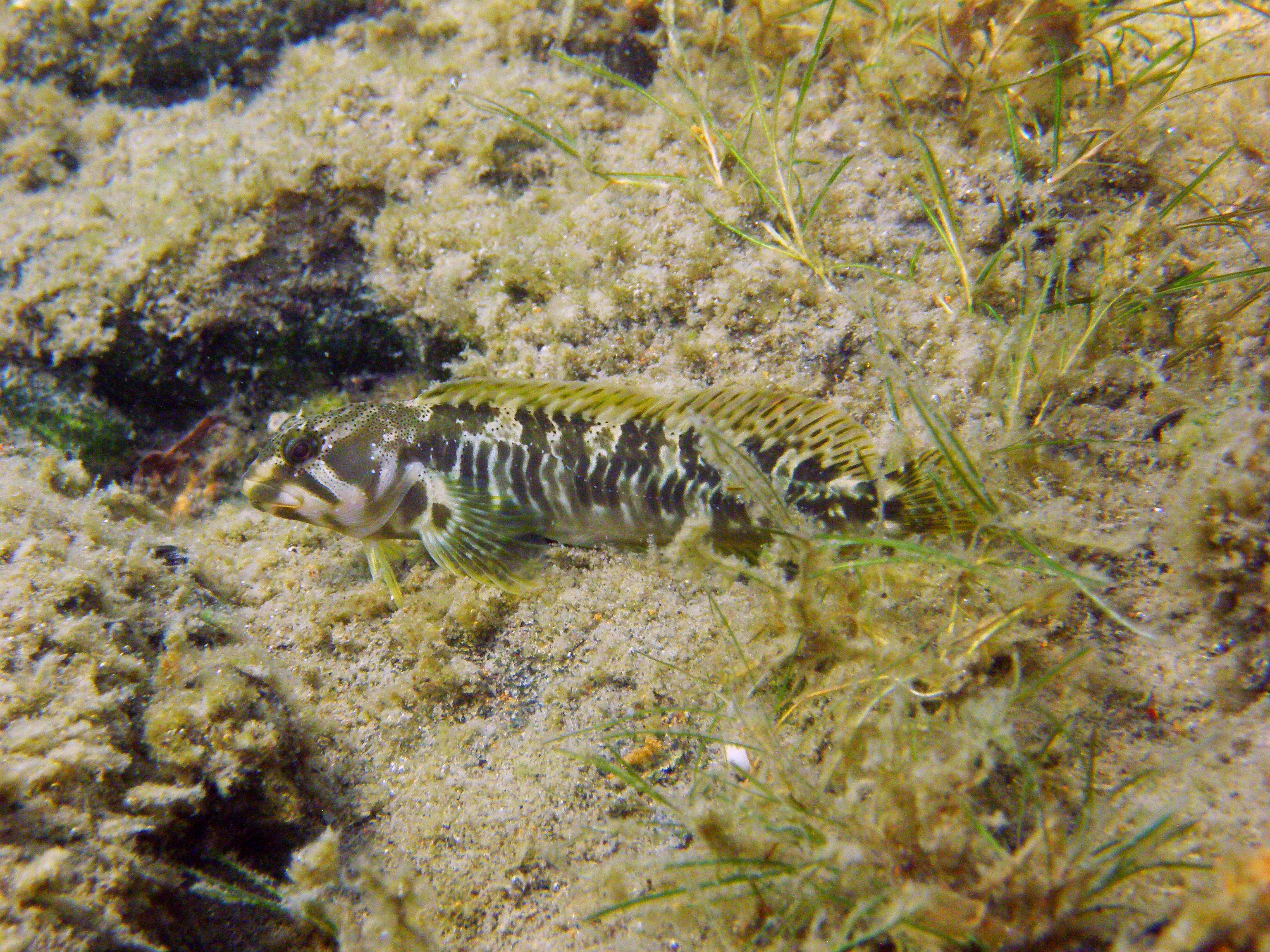 Le lac Majeur abrite en son fond une espèce rare, la blennie fluviatile (salaria fluviatilis). Les chercheurs du Projet Lac ont commencé à observer les poissons dans leur environnement afin de mieux comprendre la diversité des espèces et leurs dynamiques. ©️ IFAEPE, Ole Seehausen