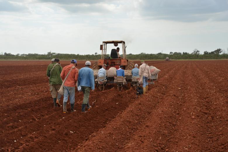 Agroscope and the Cuban National Center for Animal and Plant Health (CENSA) are analysing the effects on soil quality of various pesticides used in potato cultivation © Agroscope, Thomas Bucheli