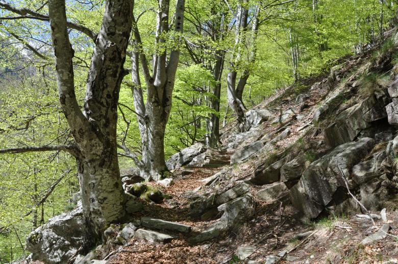 Forest reserve Ticino