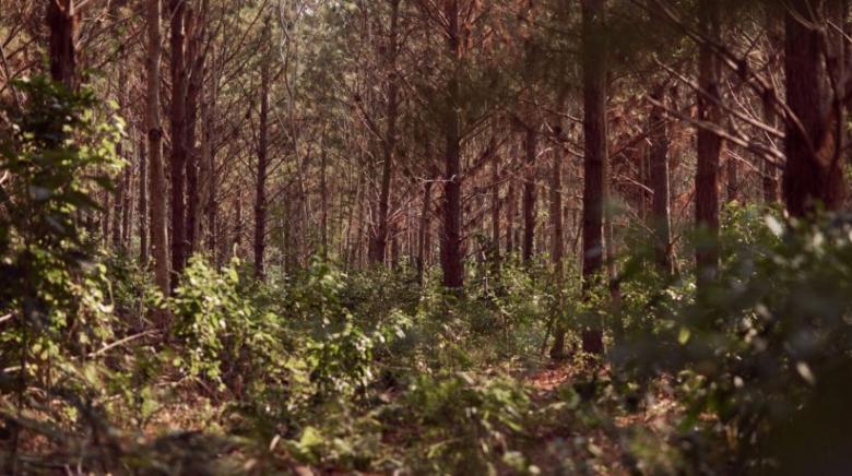 Novartis asegura que el proyecto Santo Domingo es el más exitoso de los 4 proyectos que tiene Novartis en Colombia, Mali y China.