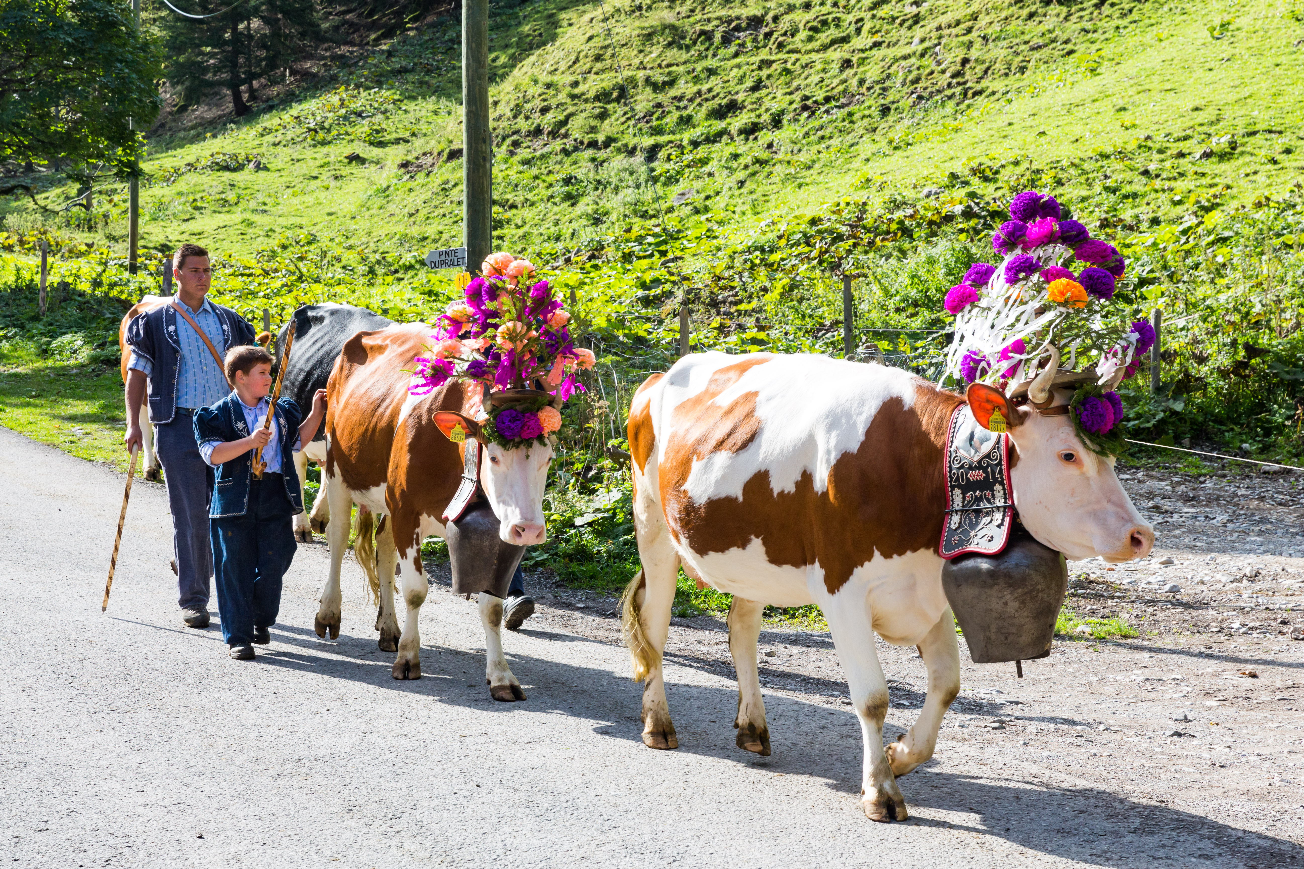 Switzerland's iconic cow | House of Switzerland