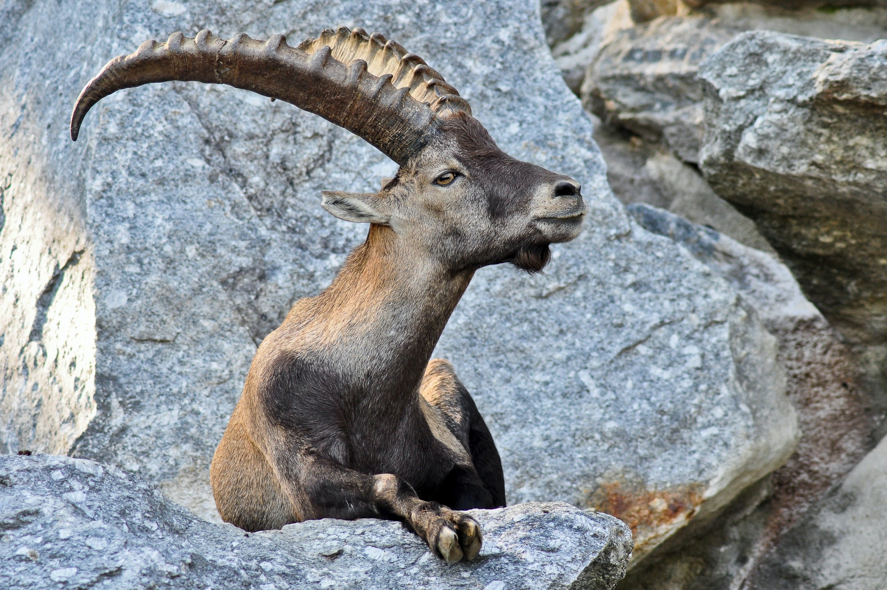ibex