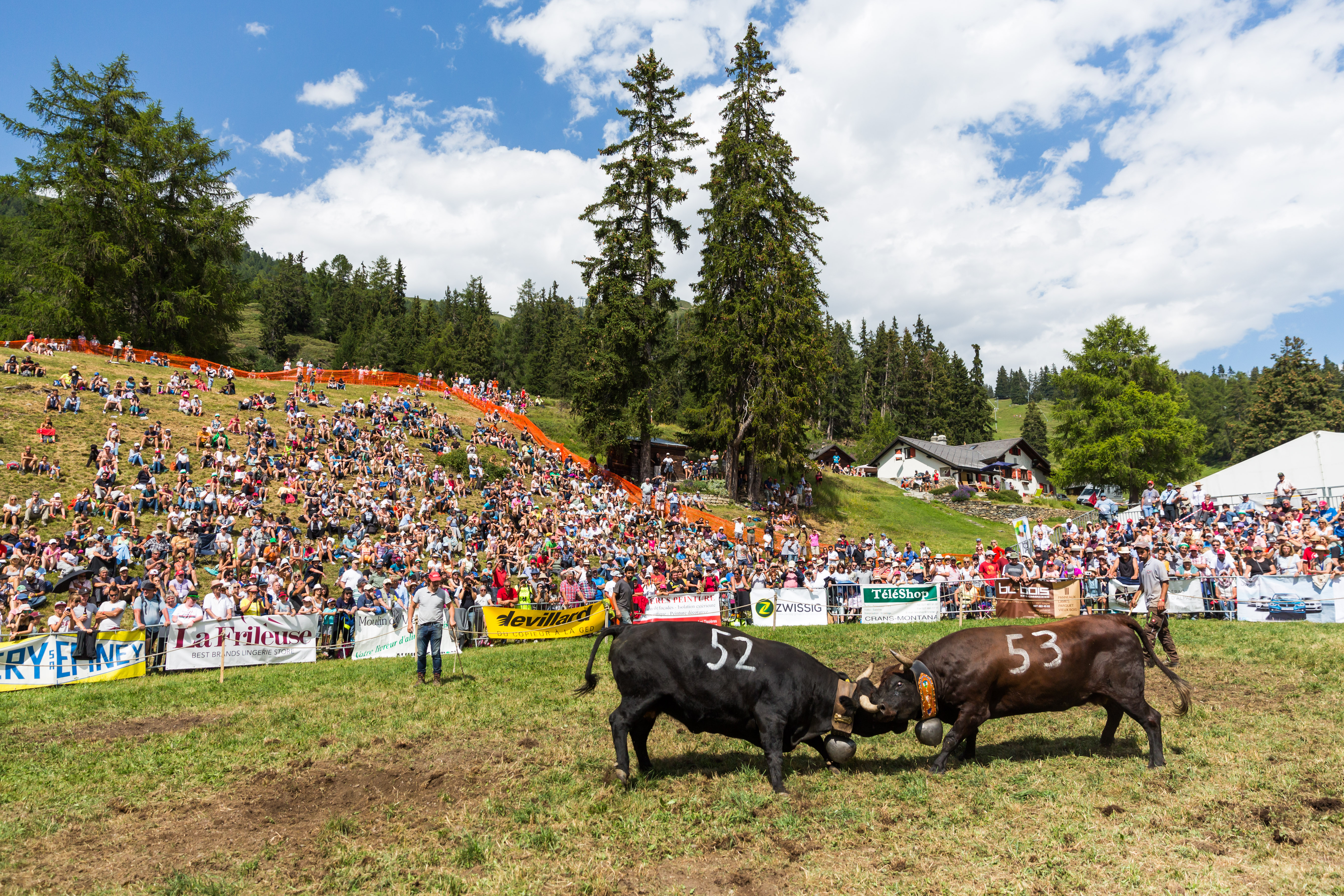 battle of herens cow