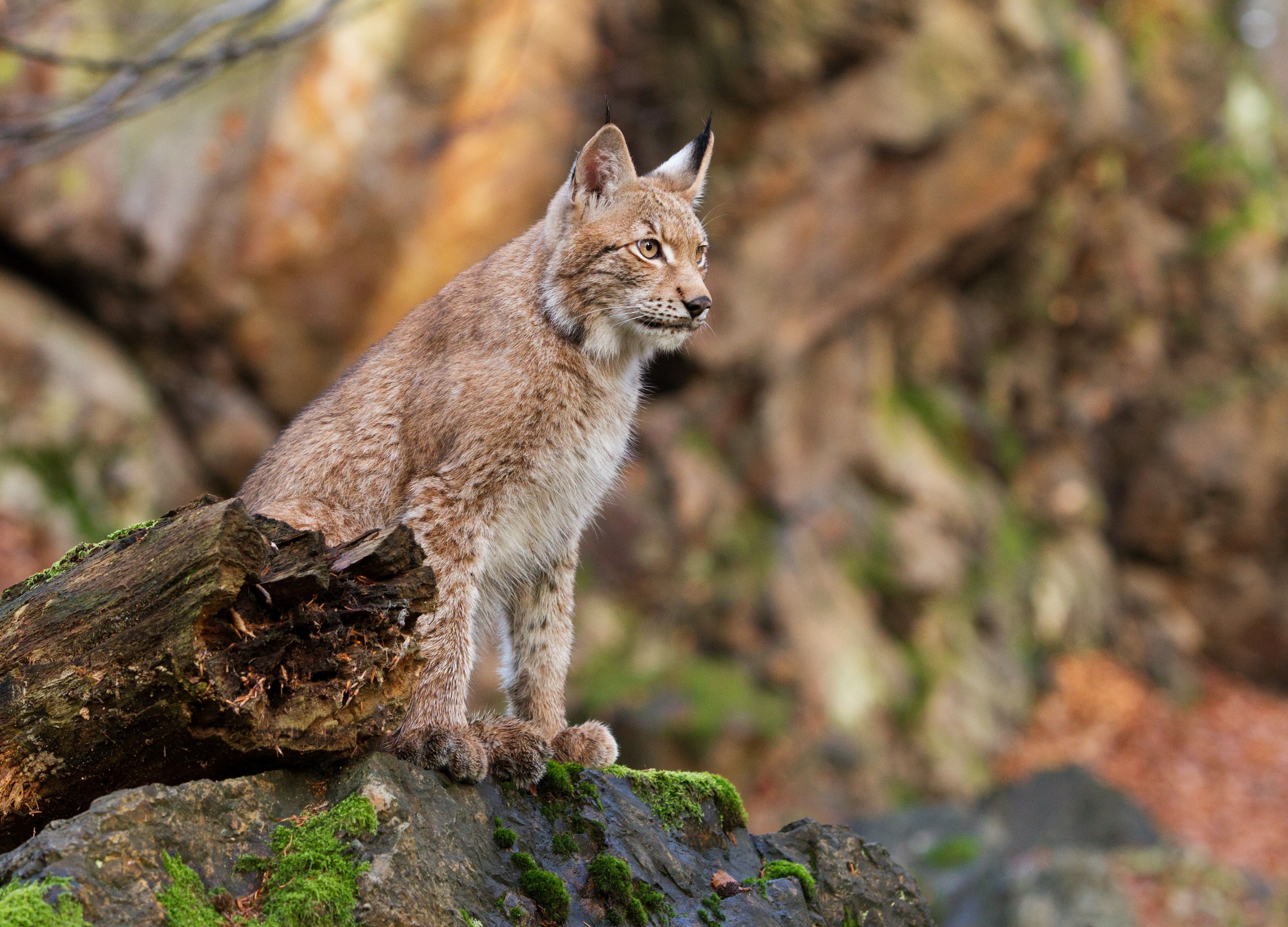 lynx/bobcat