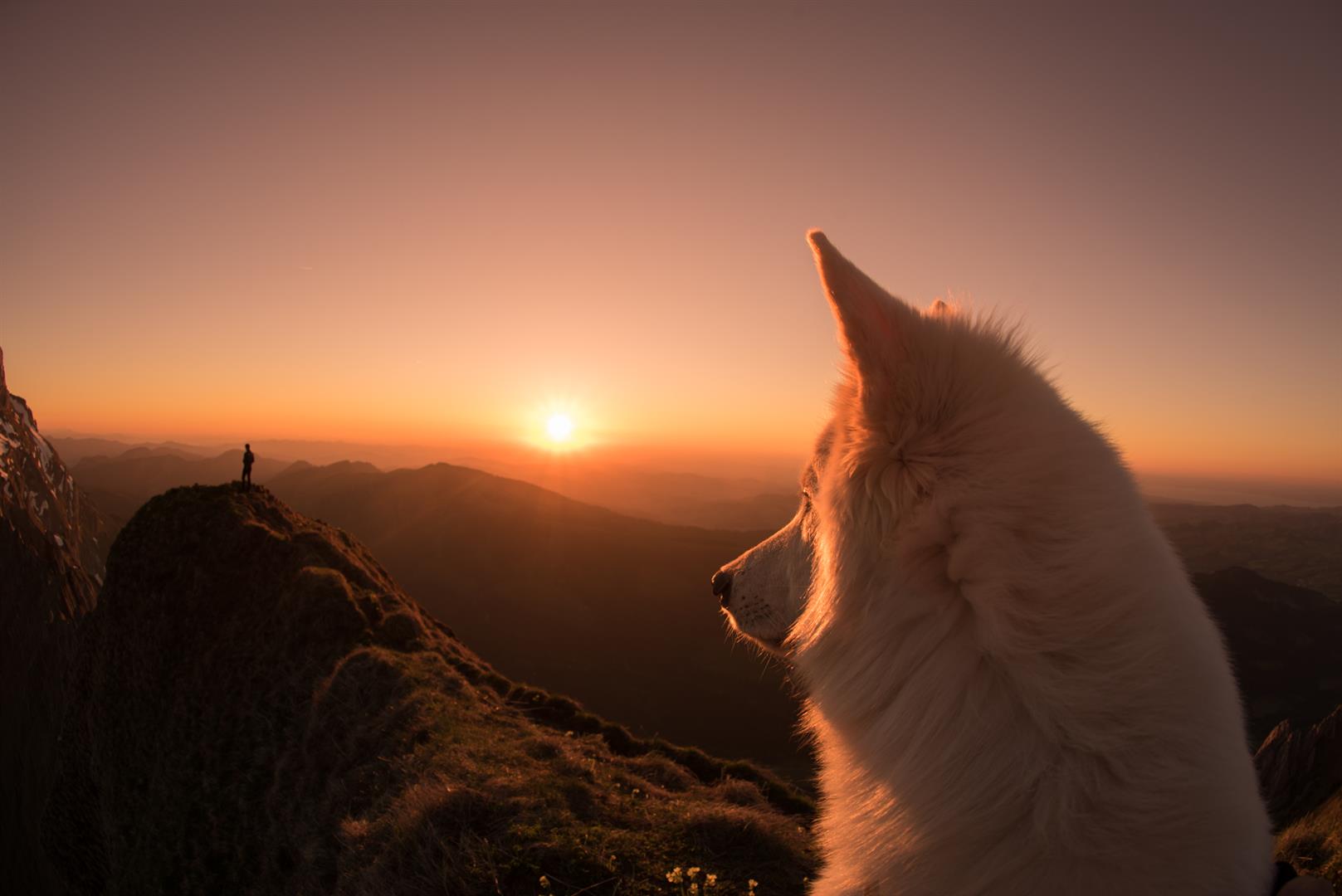 Rasta, der weisse Schäferhund