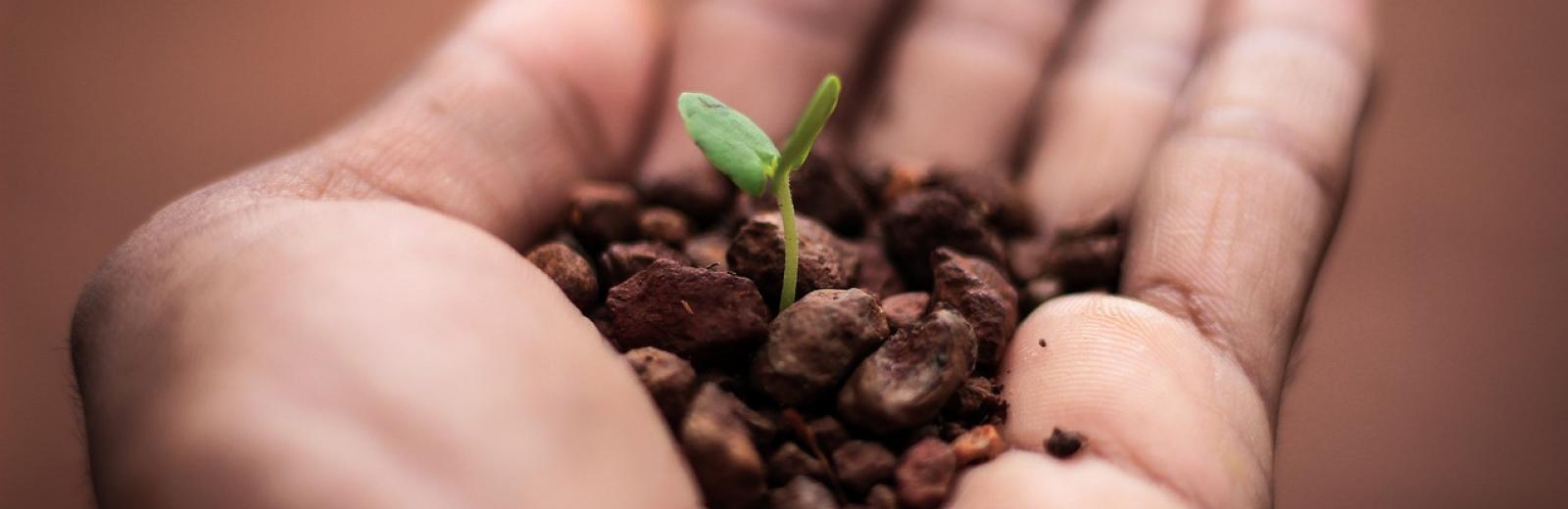 plant in hand
