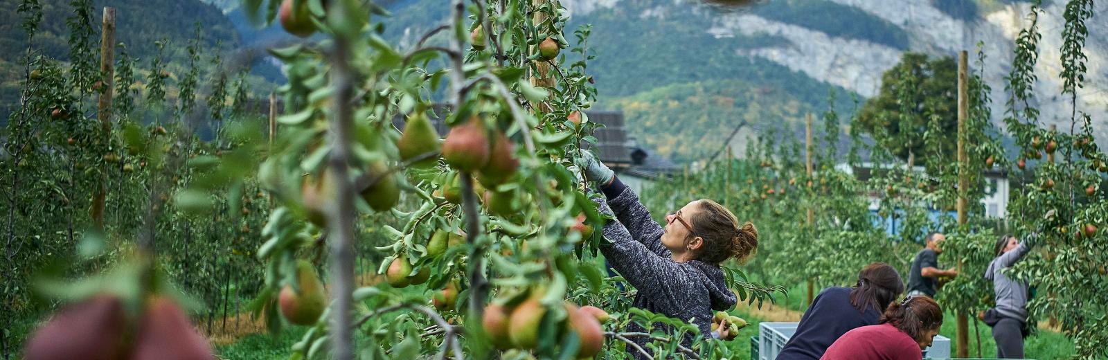 Fred® harvest in 2018 in Evionnaz and Saxon (canton of Valais) © Sedrik Nemeth