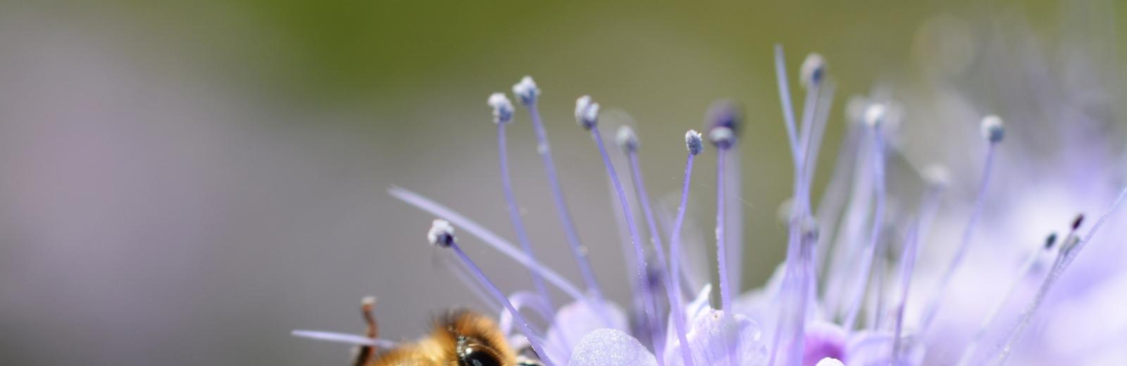 Bee Ⓒ Gilles San Martin