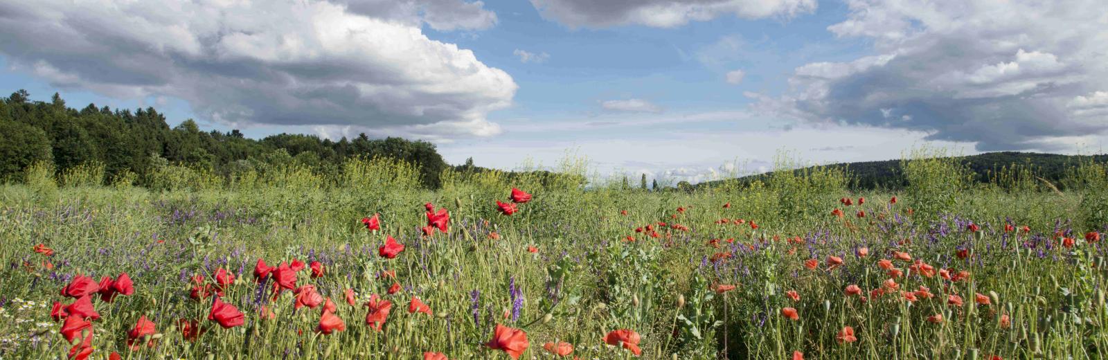 Harbouring animals, bacteria and fungi, or providing a foundation for 90% of our food: the different functions of the soil are essential for the ecosystem © Agroscope, Gabriela Brändle