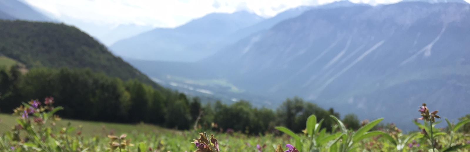 swiss medicinal plants 