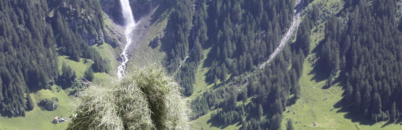 Wildheuen in Schächenta UR © Matthias Gräub/Tierwelt