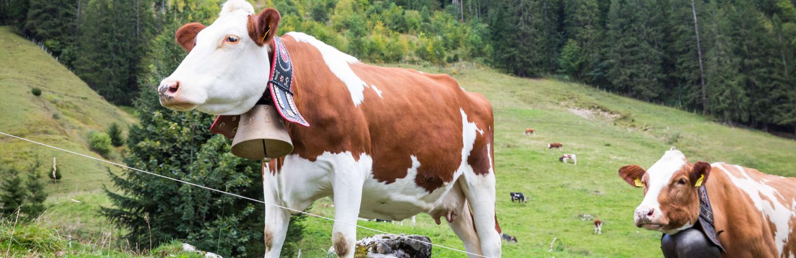 Die Kuh – eine Schweizer Ikone 