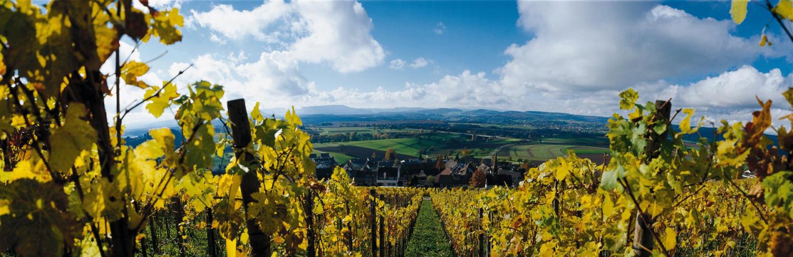 Vineyards © Switzerland Tourism