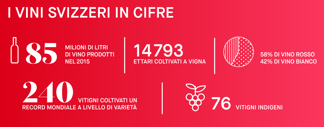 infografica vini della Svizzera