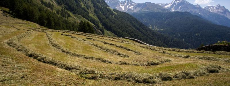 Valposchiavo - haymaking