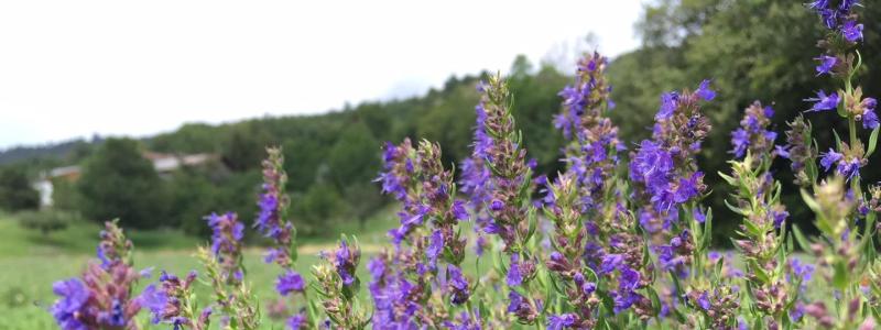Hyssop (grown by Maurice Masserey) 