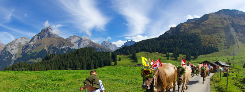 The Désalpe in Engelberg
