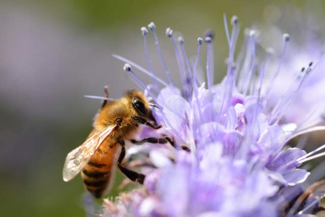 Abeille.jpg