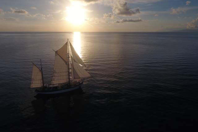 Cover image_Fleur de Passion, Grande Barrière de corail, 2017.jpg