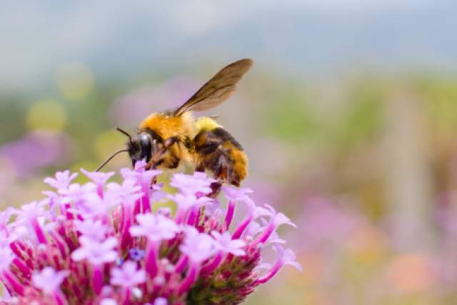 saveguarding bees cover image swiss story.png