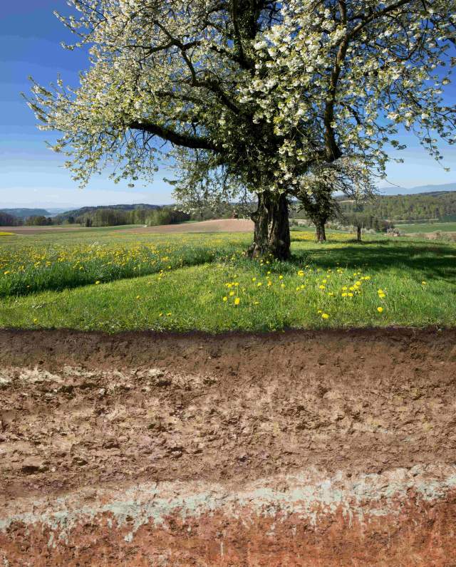 Agroscope_LANAT_Boden_Bodenprofil_Regosol_02.jpg