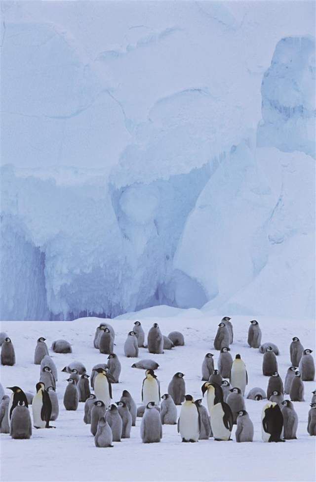 Penguin  in Antarctica  © DR (Large).jpg