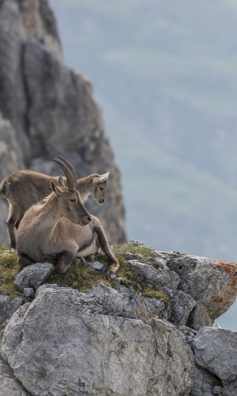 ibex