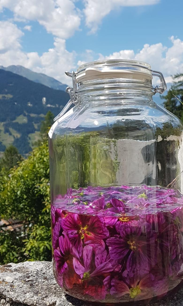 swiss medicinal plants 