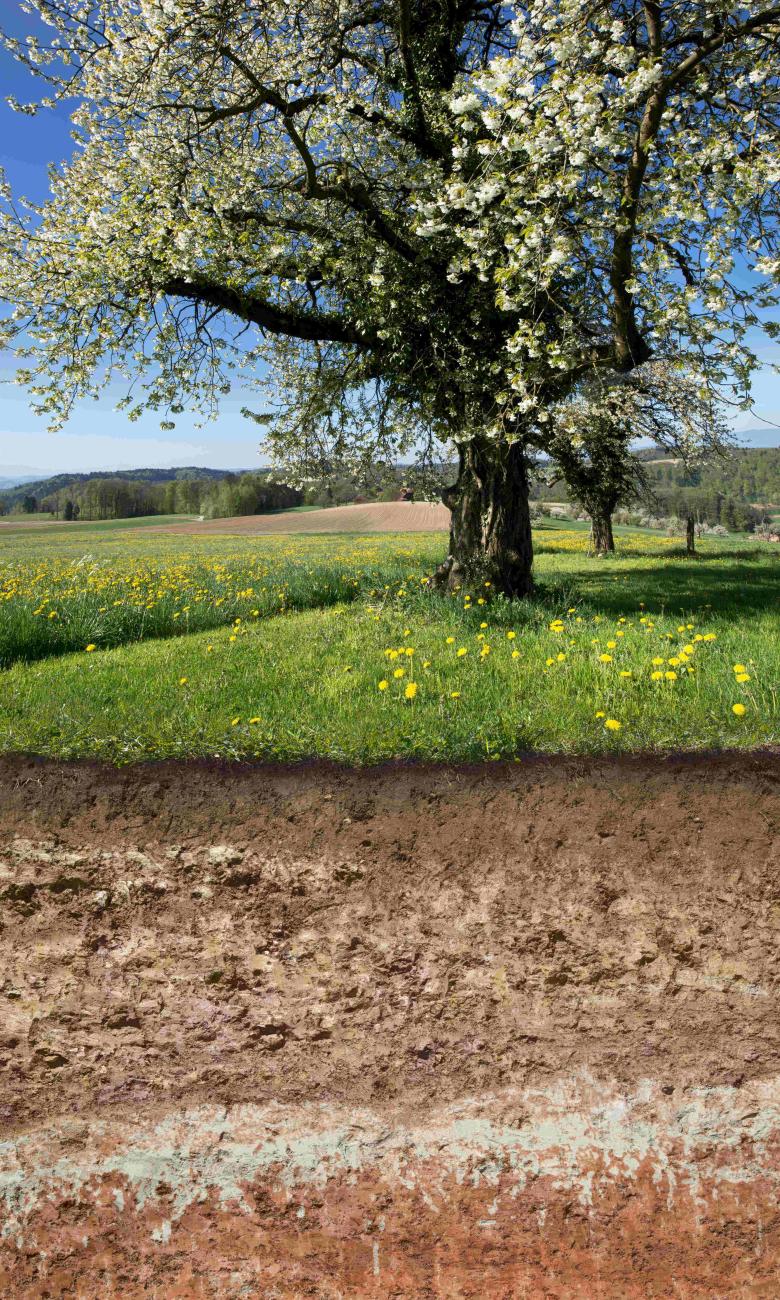 Il suolo dipende da un fragile equilibrio tra la materia minerale, l’aria, l’acqua e gli organismi viventi che lo compongono © Agroscope, Gabriela Brändle