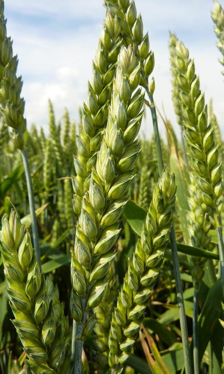 VANILNOIR © Carole Parodi, Agroscope