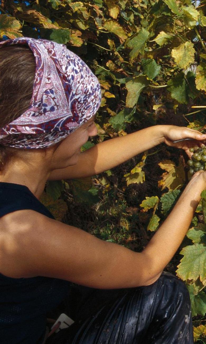Grape harvest in the Dezaley © Switzerland Tourism