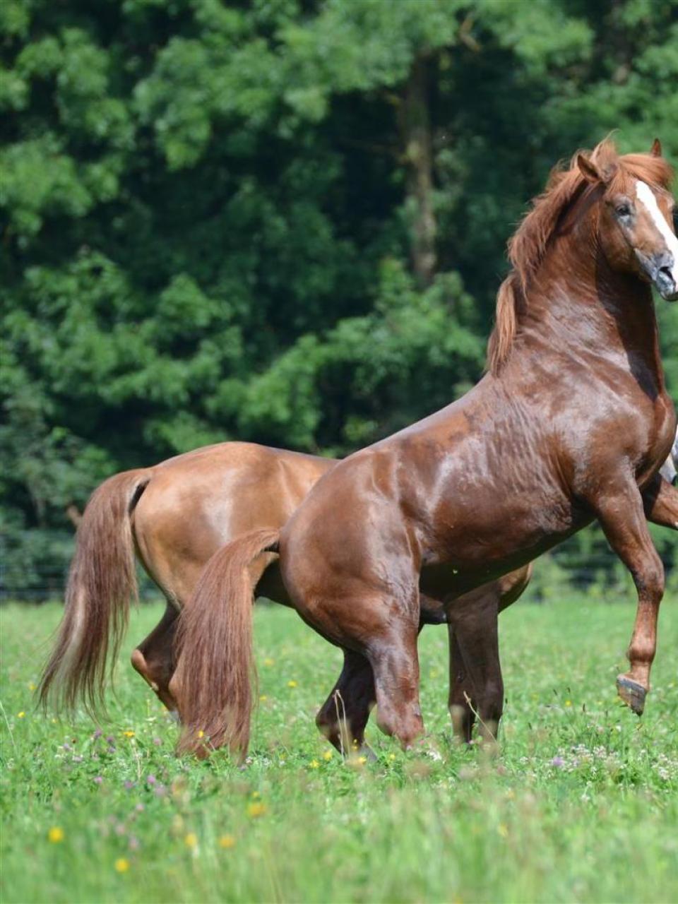 Stallions held in group on pasture