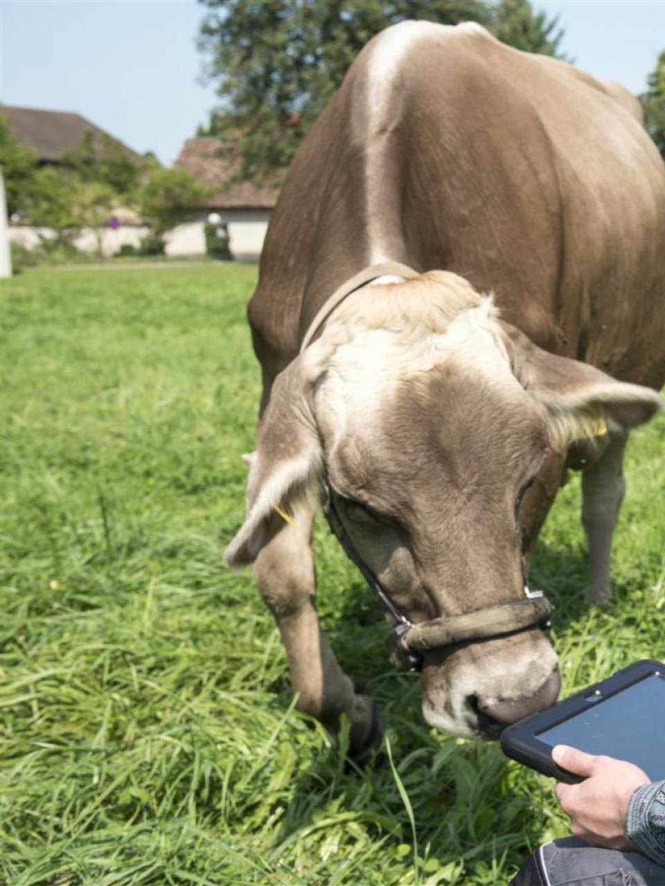 Les données récoltées grâce au licol et au podomètre connectés permettent de suivre le comportement des vaches sur une tablette numérique. ©Agroscope, Gabriela Brändle