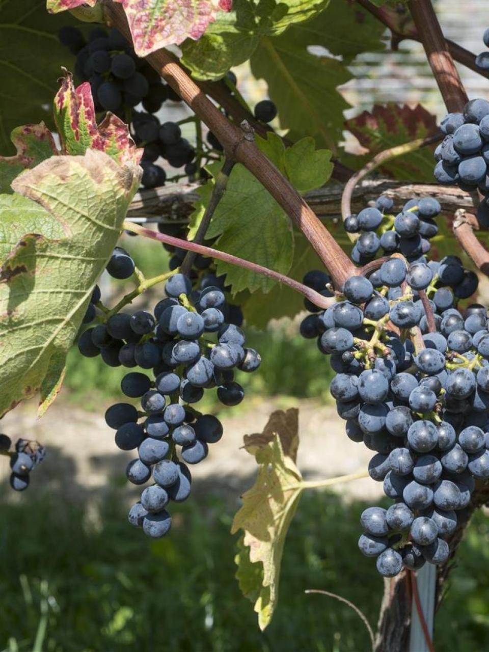 Grappoli del vitigno a uva rossa Divico 