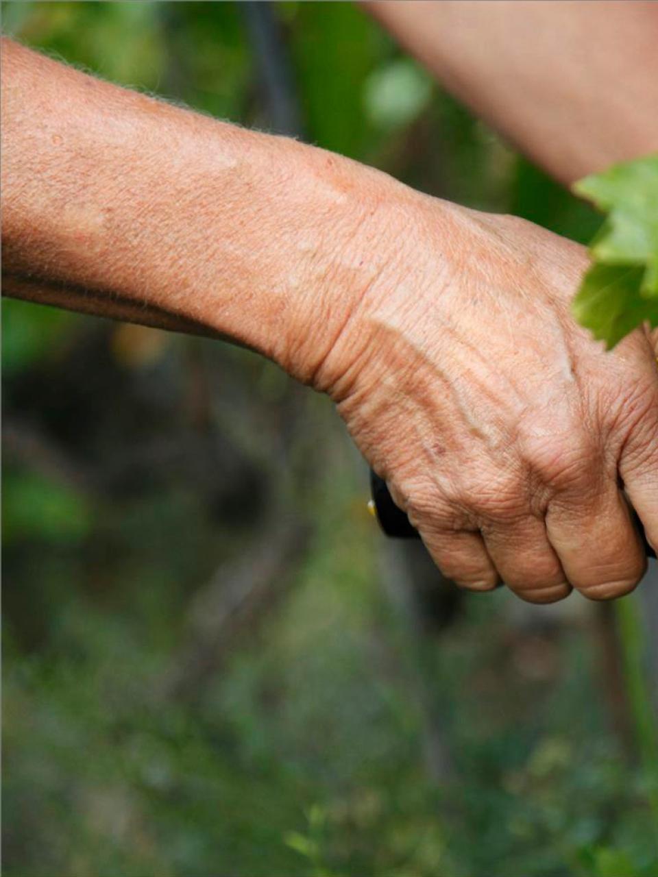 Winegrower Marie-Thérèse Chappaz in her vineyard © 2013 Dominique Derisbourg